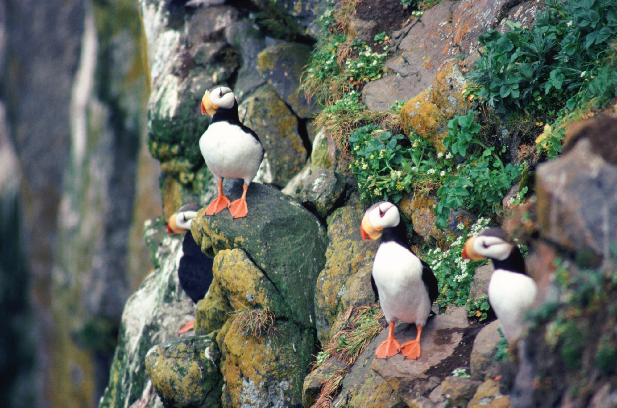 Birds photography example: Four puffins stand on rocky cliffs adorned with green vegetation.