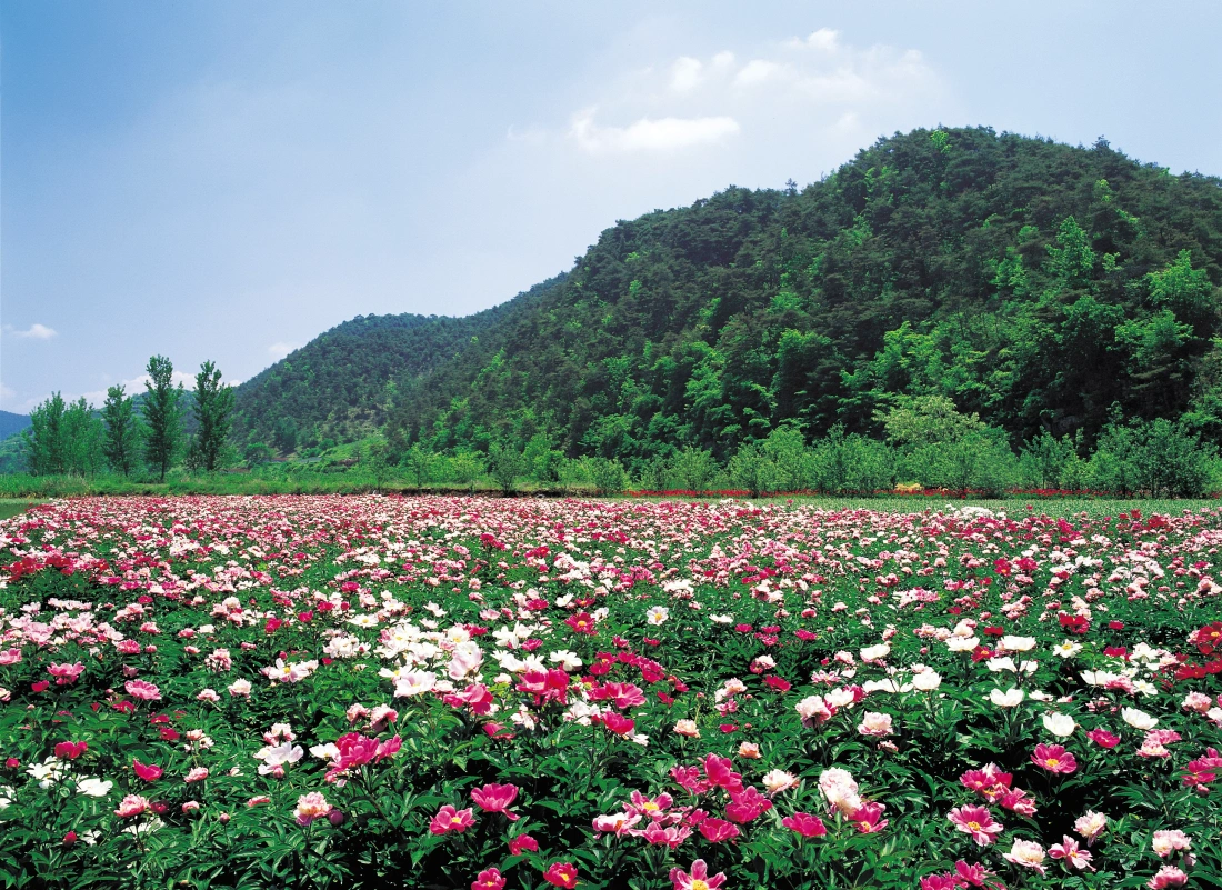 A vibrant field of blooming flowers in various shades of pink and white stretches across the landscape, bordered by lush green hills and clear blue skies. 