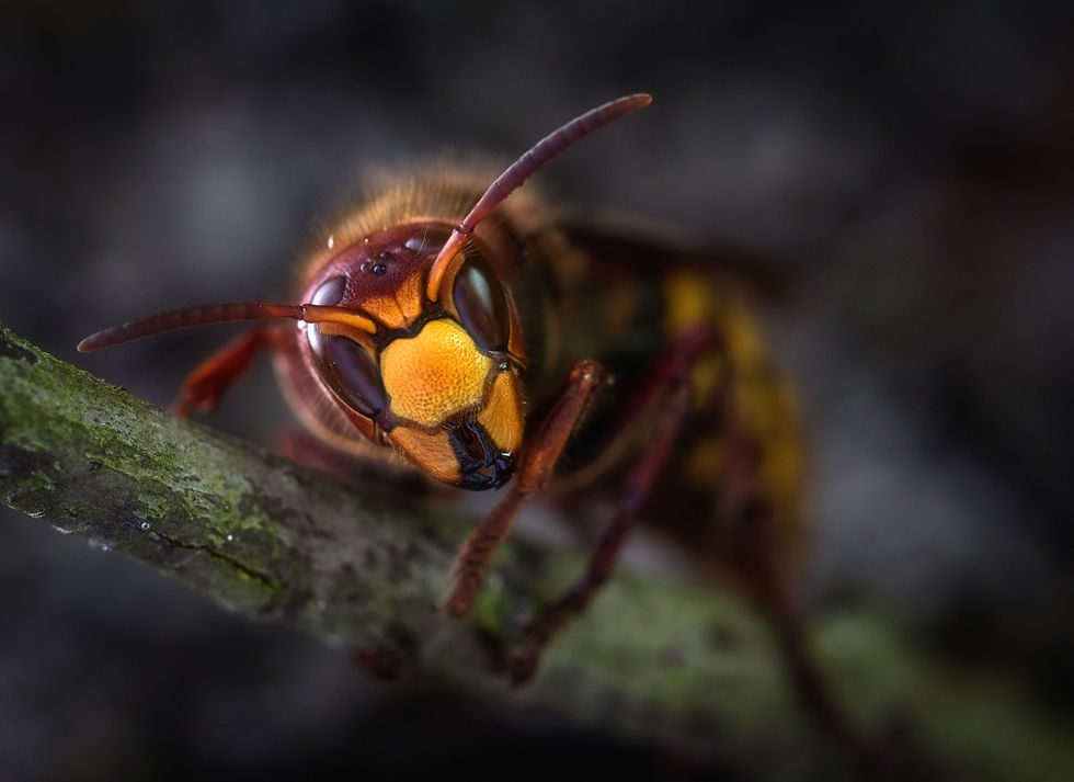 Honet King macro