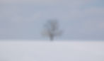 A solitary tree standing in a foggy field with frost-covered grass.