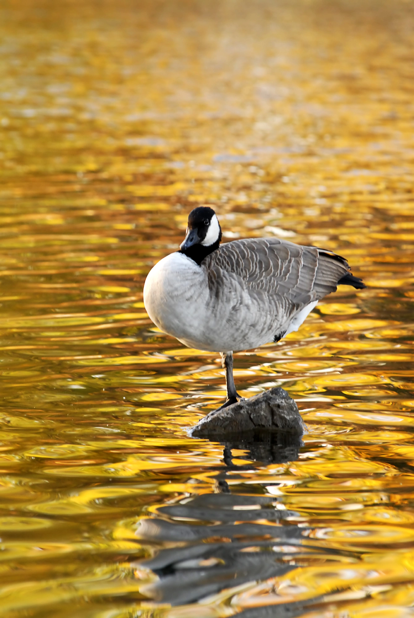 A Canada goose stands on a rock in shimmering golden water, reflecting autumn hues.