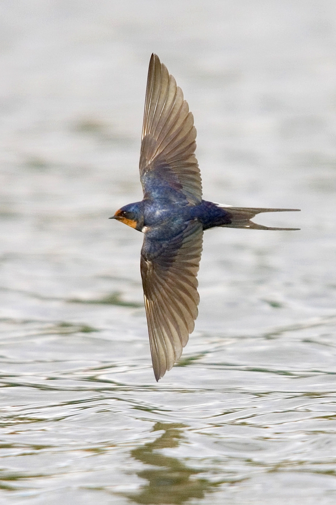 Flying bird photography: A blue bird flies low over a reflective water surface, wings spread wide, creating a dynamic sense of motion.