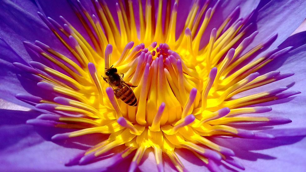 Bee on a lotus flower
