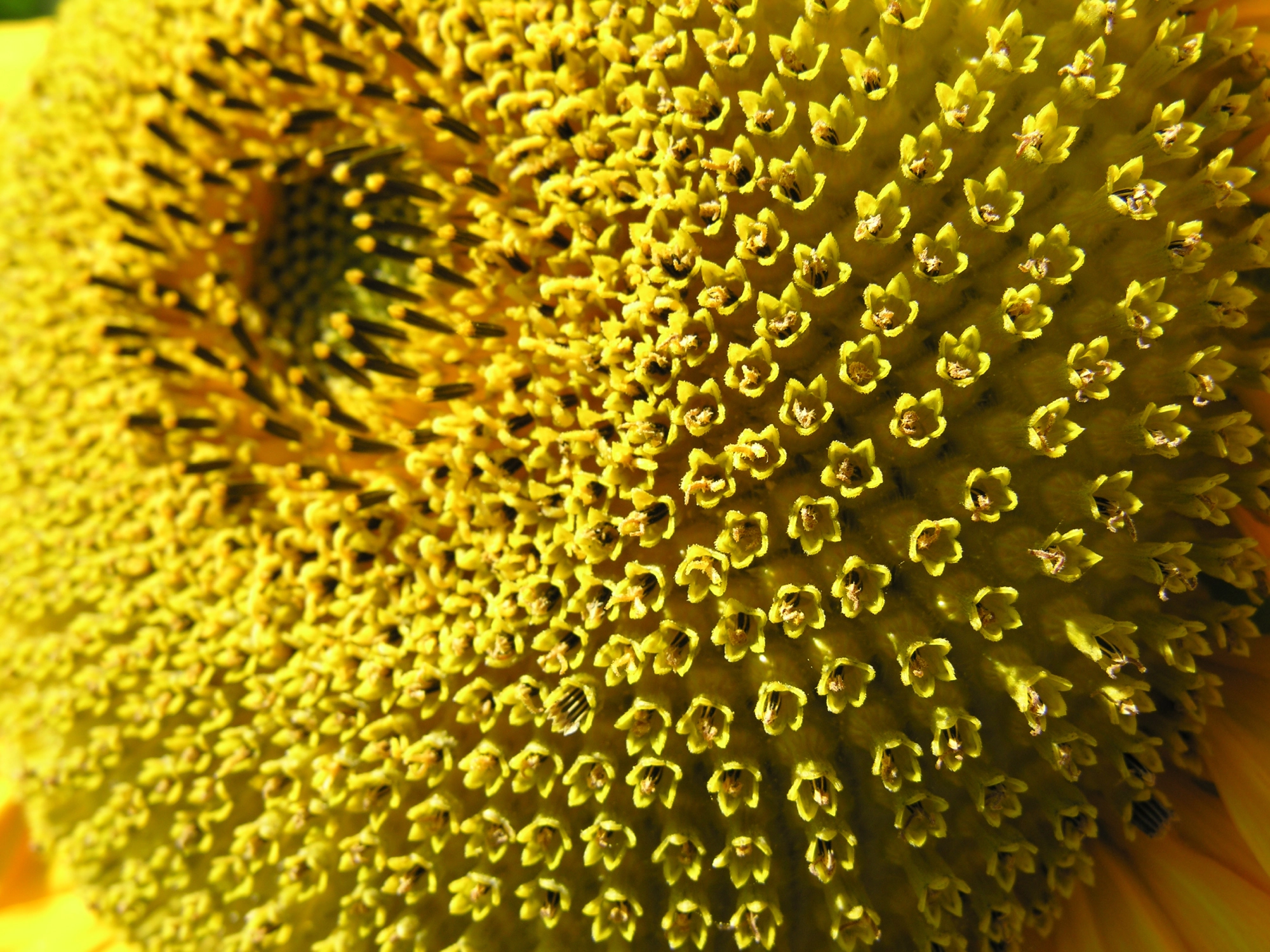 A close-up of a sunflower's center, showcasing intricate patterns of yellow florets and small dark stamens