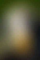 Bird photography example: A close-up of a colorful bird with a prominent, distinctive head features a blend of black, white, and orange colors.