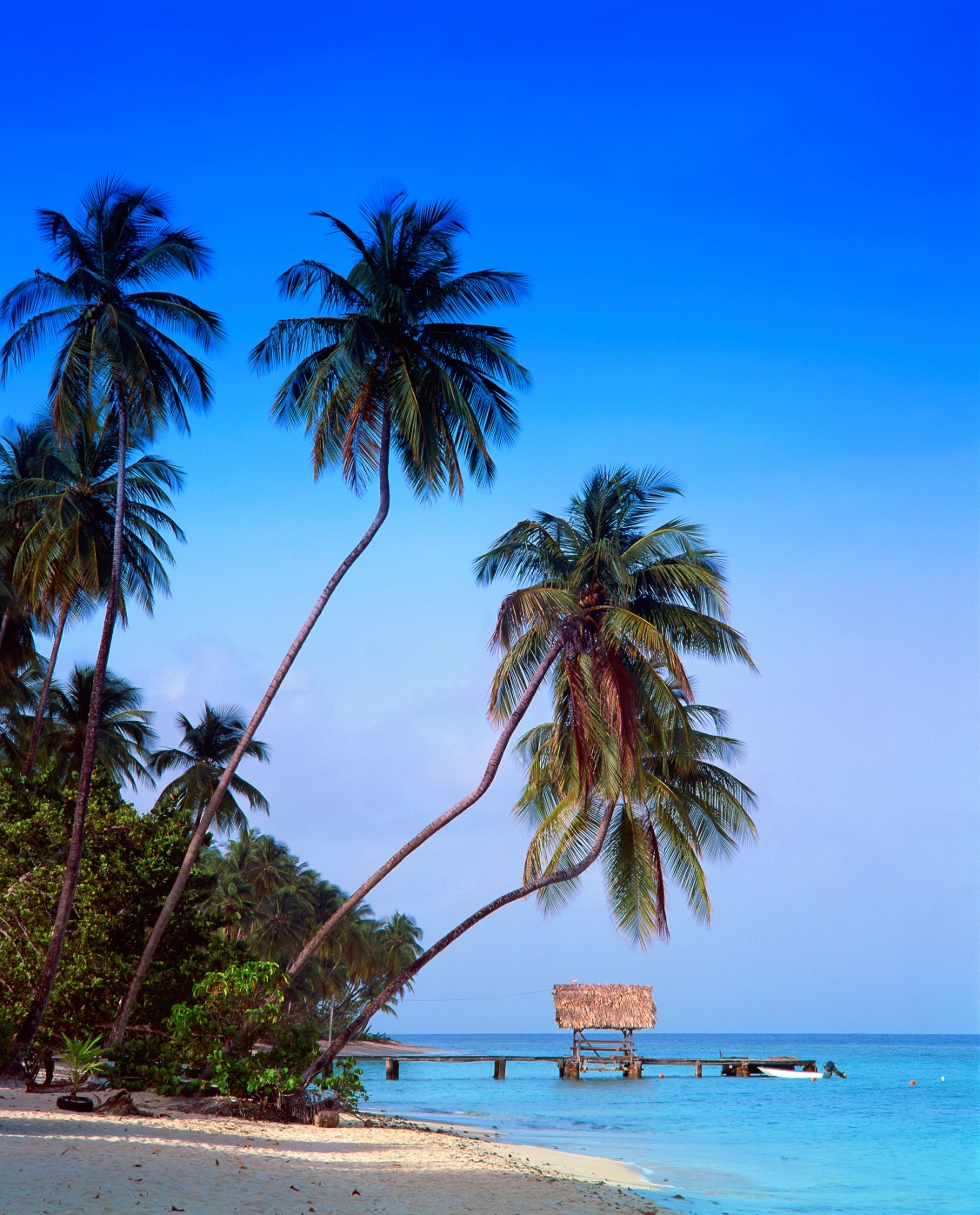 A tropical beach scene with tall palm trees leaning towards a clear blue sky.
