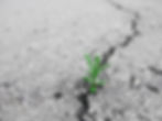 A small green plant sprouting from a crack in dry asphalt, symbolizing resilience and growth.