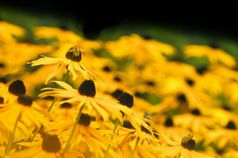 A bee gathers pollen on vibrant yellow coneflowers.