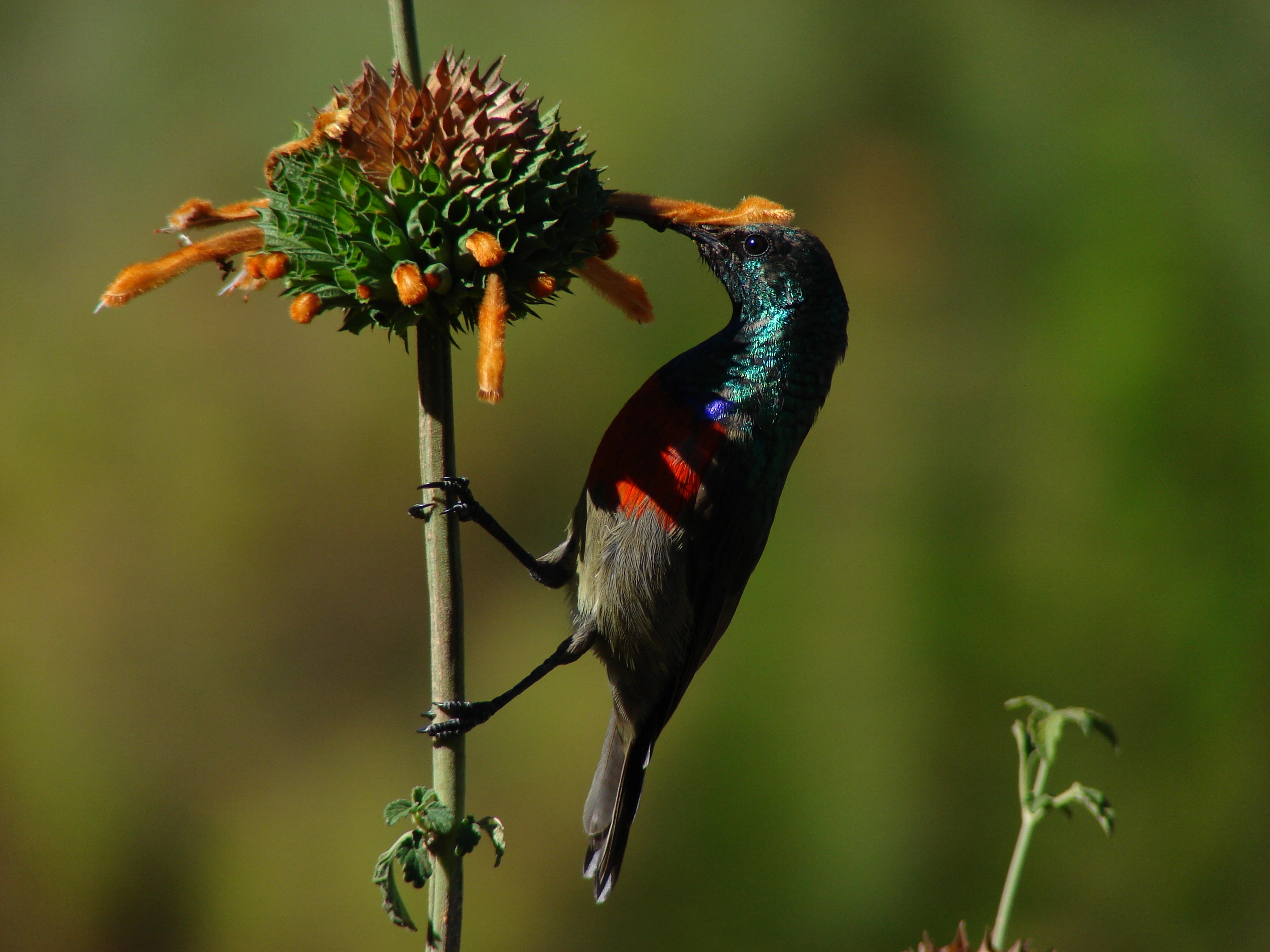 A colorful bird perched on a plant with vibrant flowers, surrounded by a blurred green background.