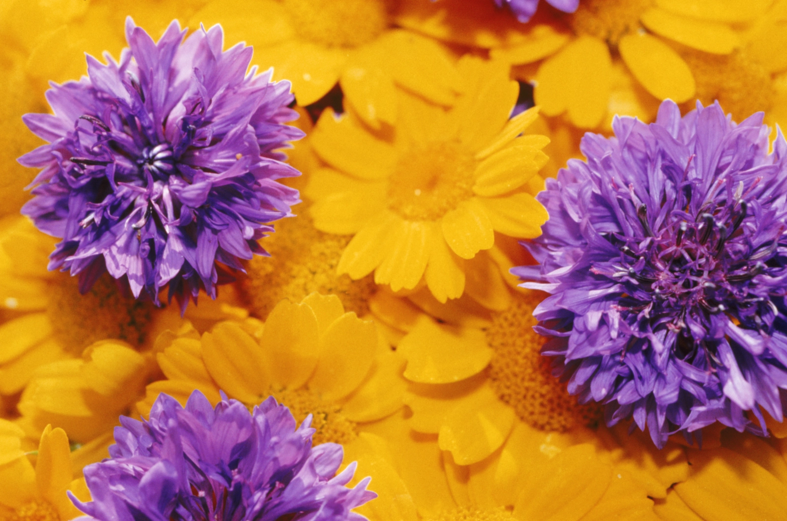 Vibrant arrangement of purple flowers interspersed with yellow daisies on a bright background. 