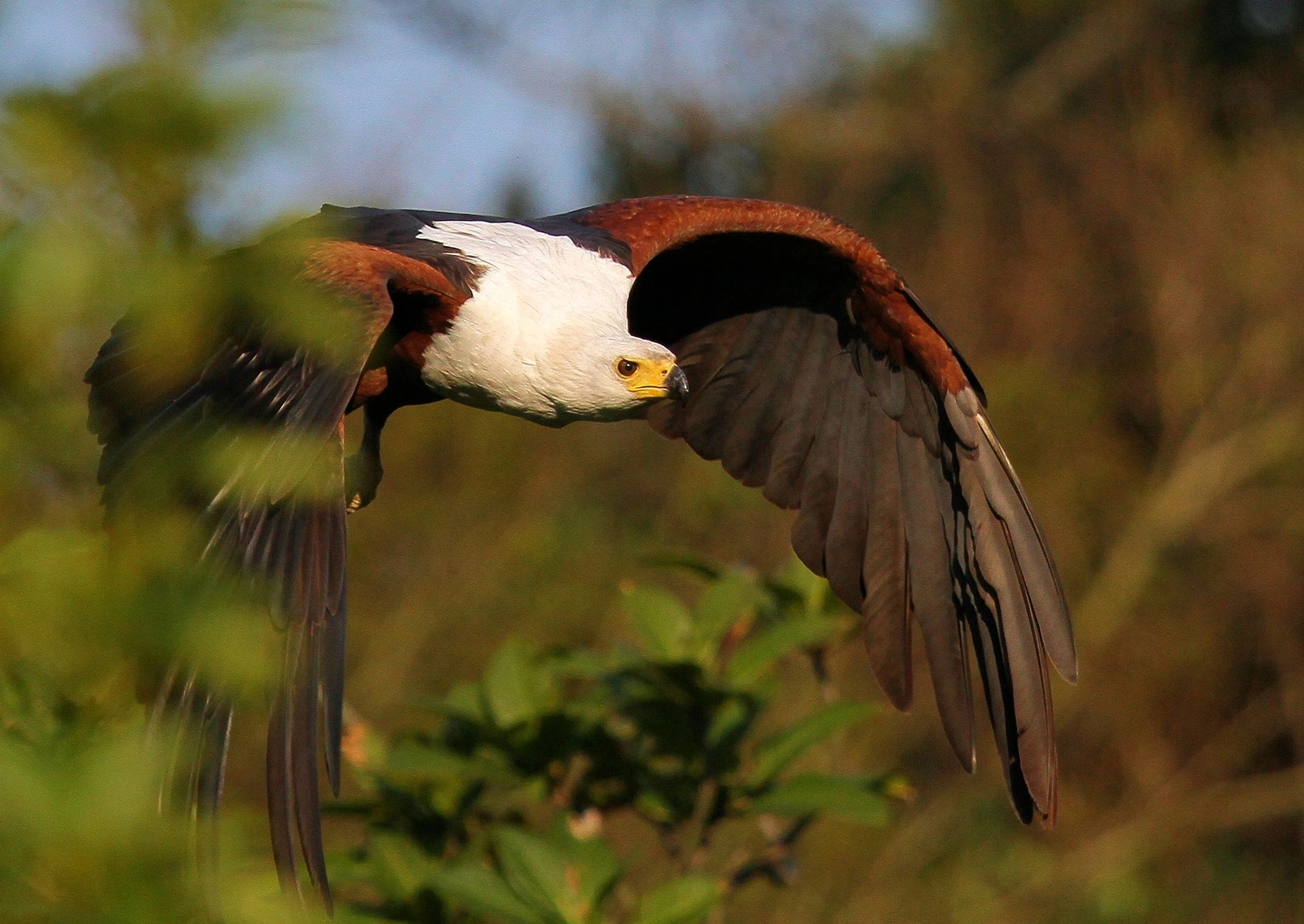 A white-headed eagle glides through a natural setting, showcasing brown wings and a sharp gaze.