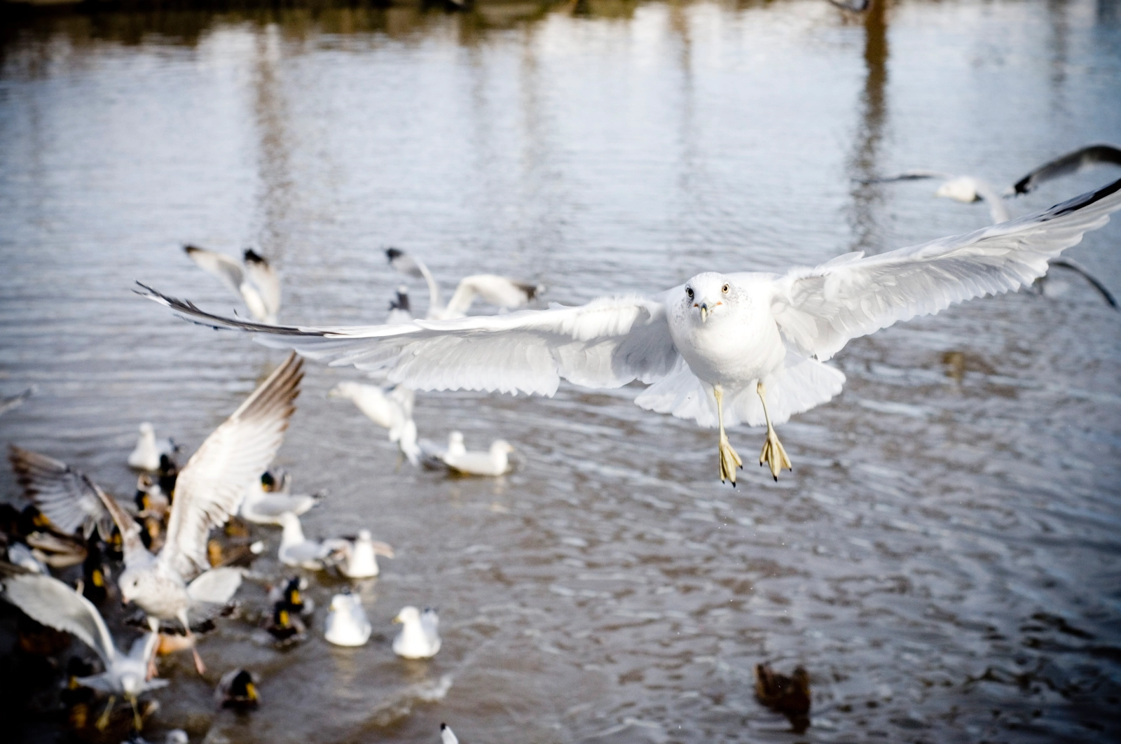 Flying bird photography example: A white seagull flies above a group of ducks and other birds in a calm water setting, with reflections in the water.