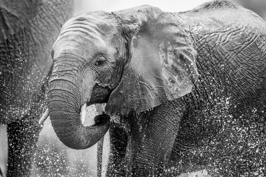Black and white photo of an elephant splashing water while drinking.