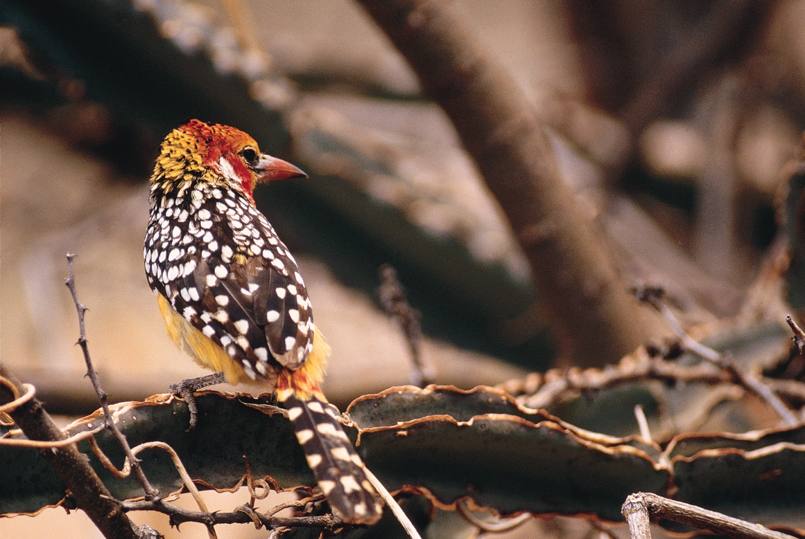 A colorful bird with a spotted body and bright red head perches on a branch surrounded by bare twigs.