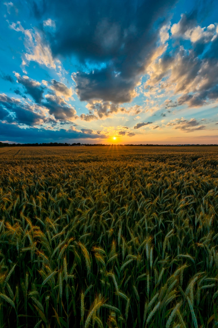 A golden wheat field extends under a vibrant sunset, with clouds scattered across a blue sky. 