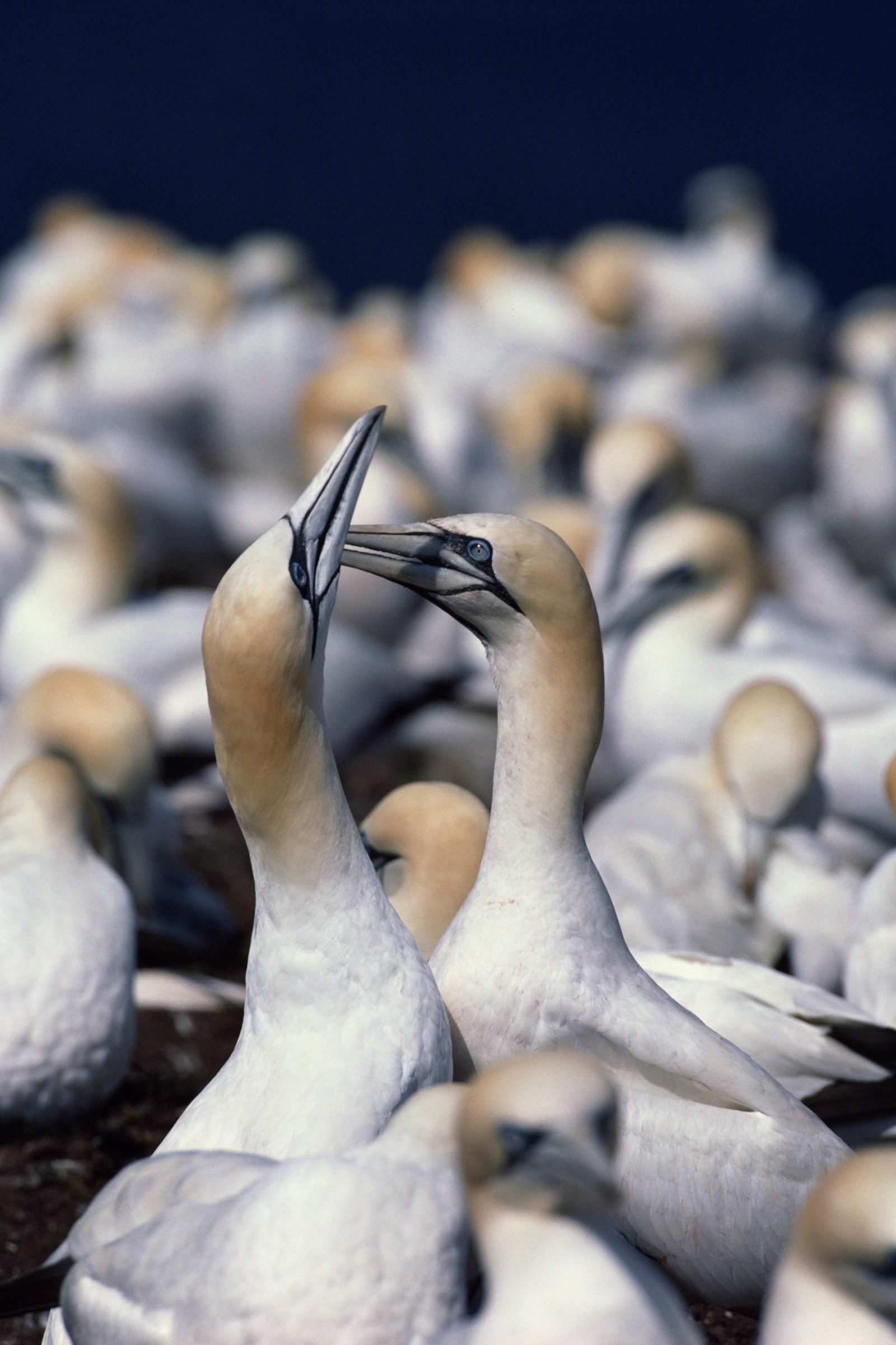 Bird photography example: A group of white seabirds is gathered closely, with two birds prominently facing each other.
