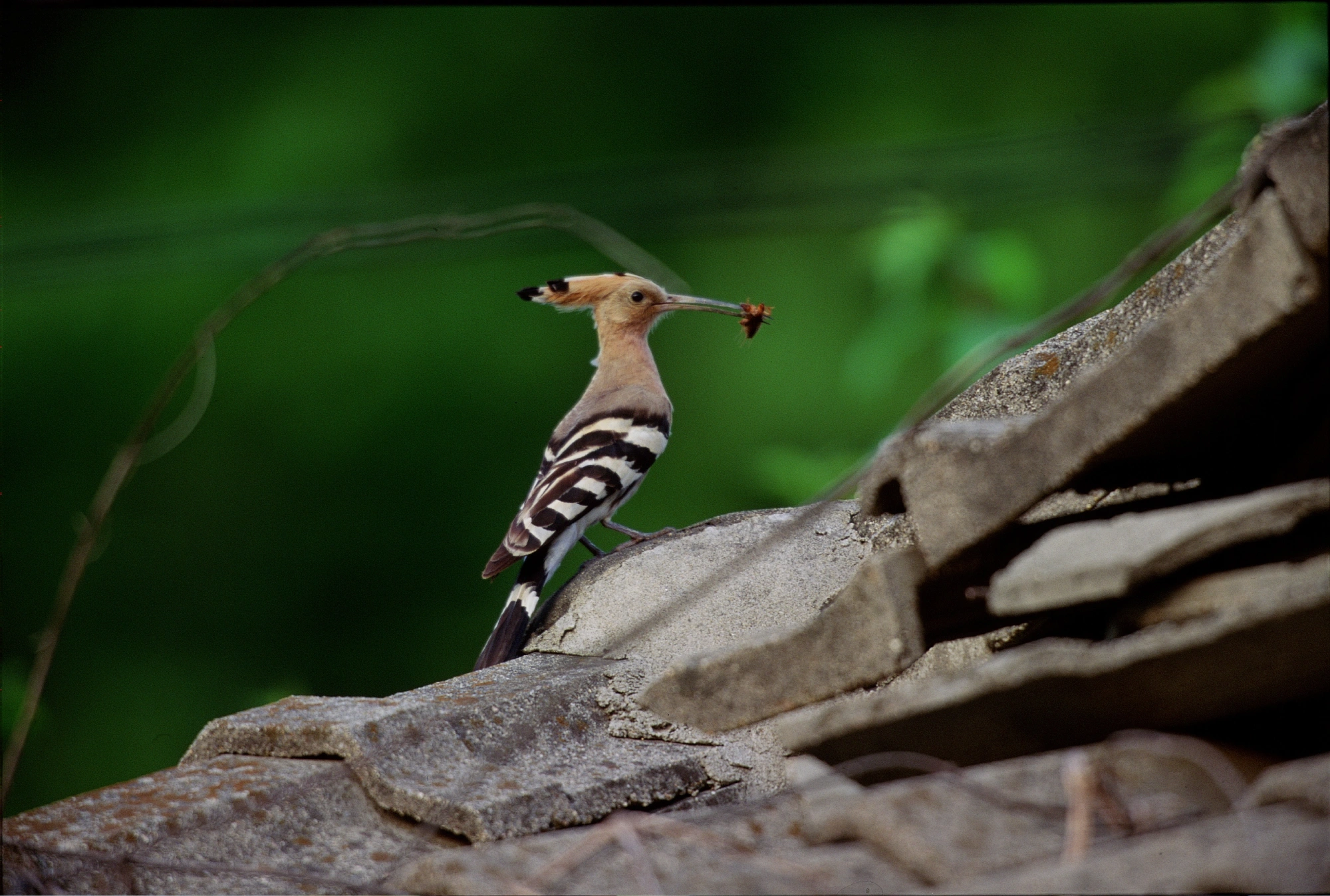 Bird photography example: A brown bird with a distinctive crest stands on a pile of stones, holding an insect in its beak, set against a lush green background.