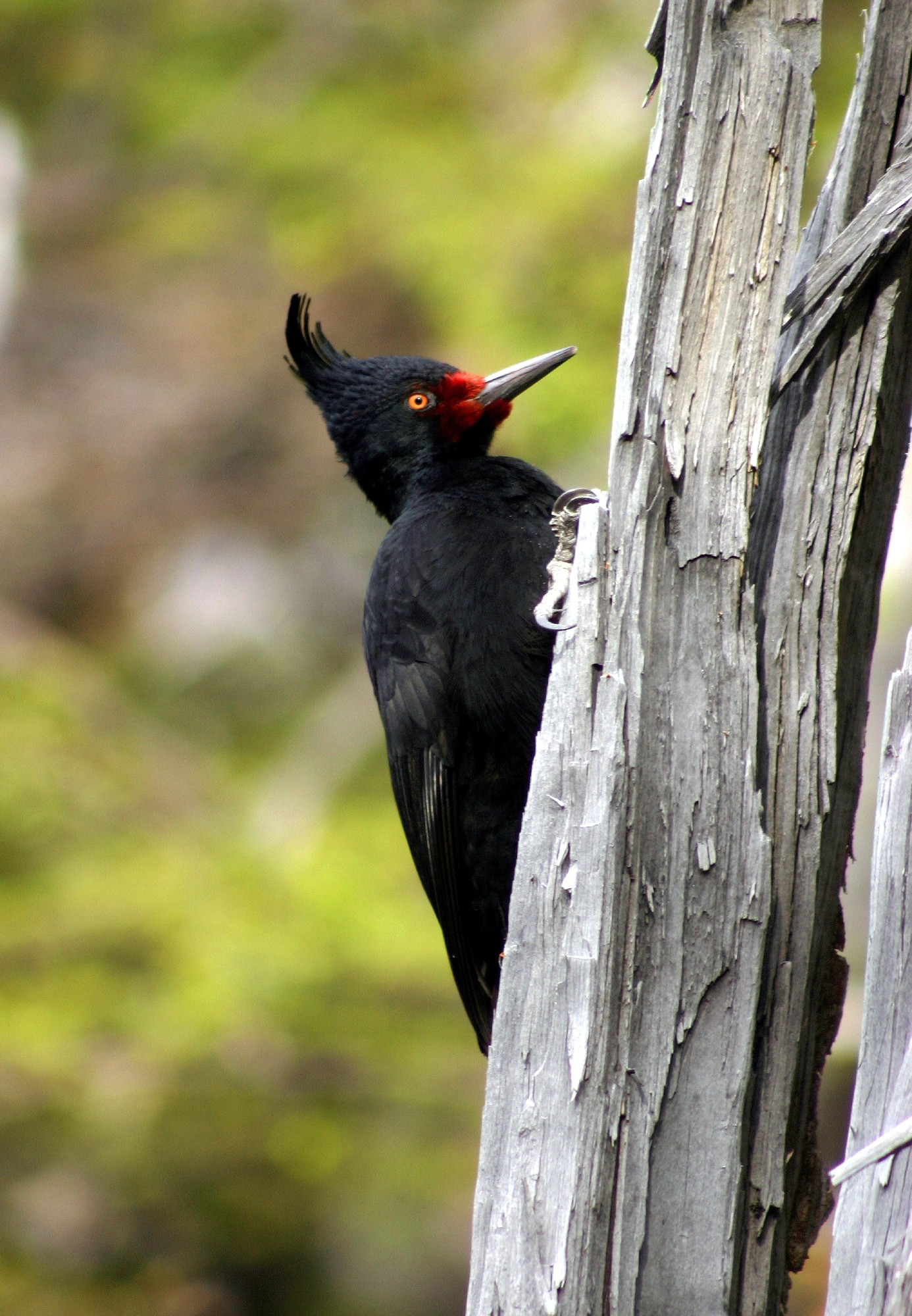 Bird photography example: A black woodpecker clings to a weathered tree trunk, displaying vibrant eyes and a red patch on its head against a blurred green background.