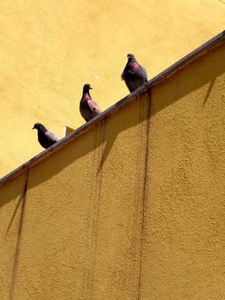Three sunbathing doves 