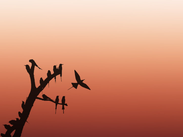 Birds perched on a branch are silhouetted against a gradient sunset sky.