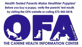 OFA-puppies-1024x591.jpg