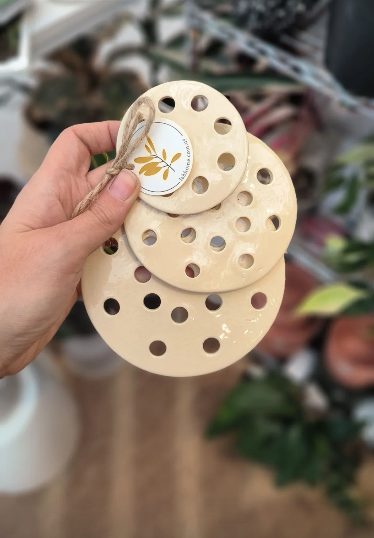 Discos para esquejes x3