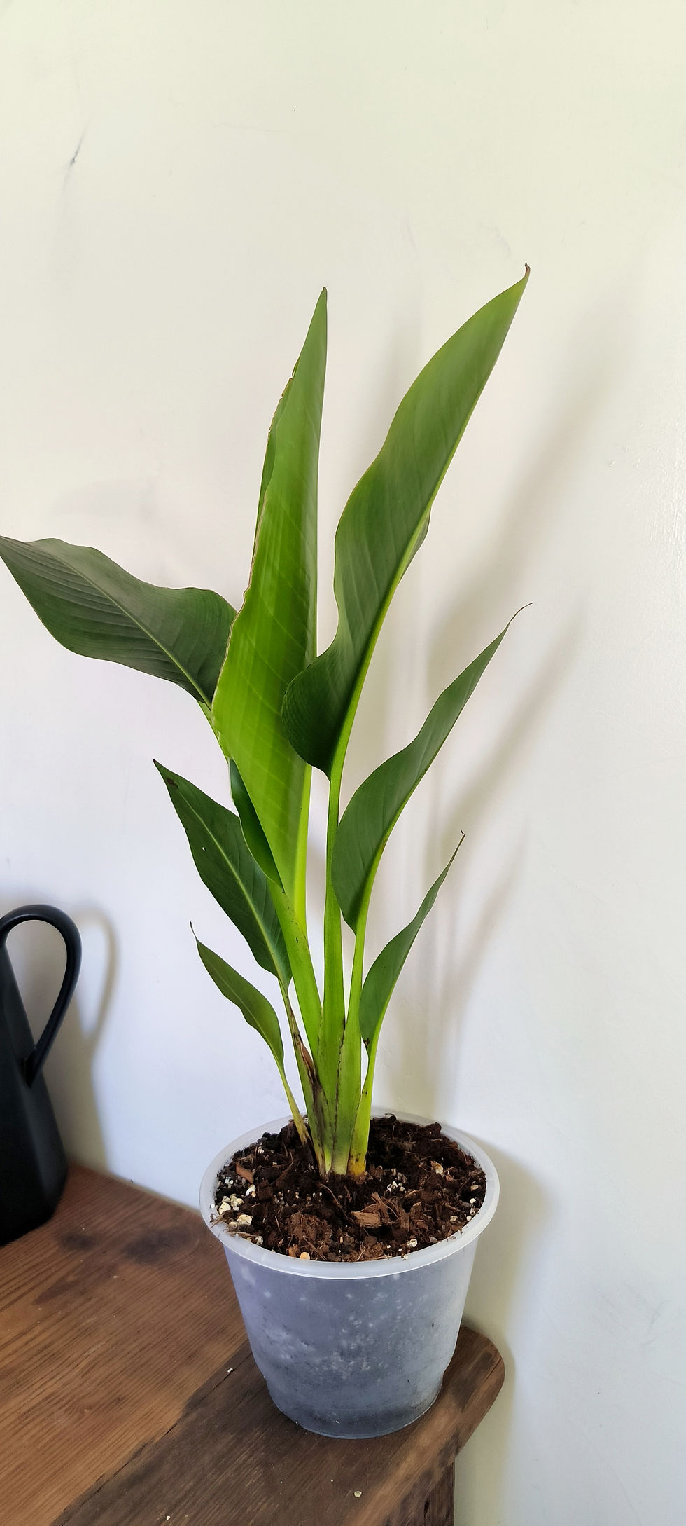 Miniatura: Ravenala madagascariensis