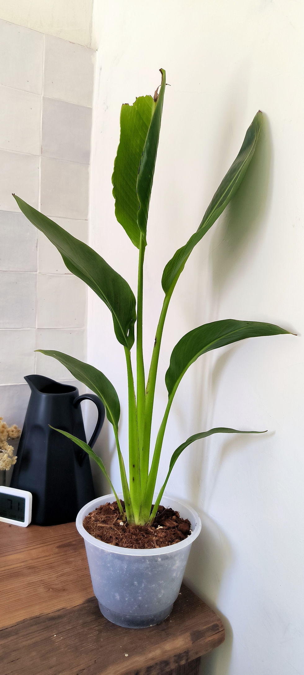 Miniatura: Ravenala madagascariensis