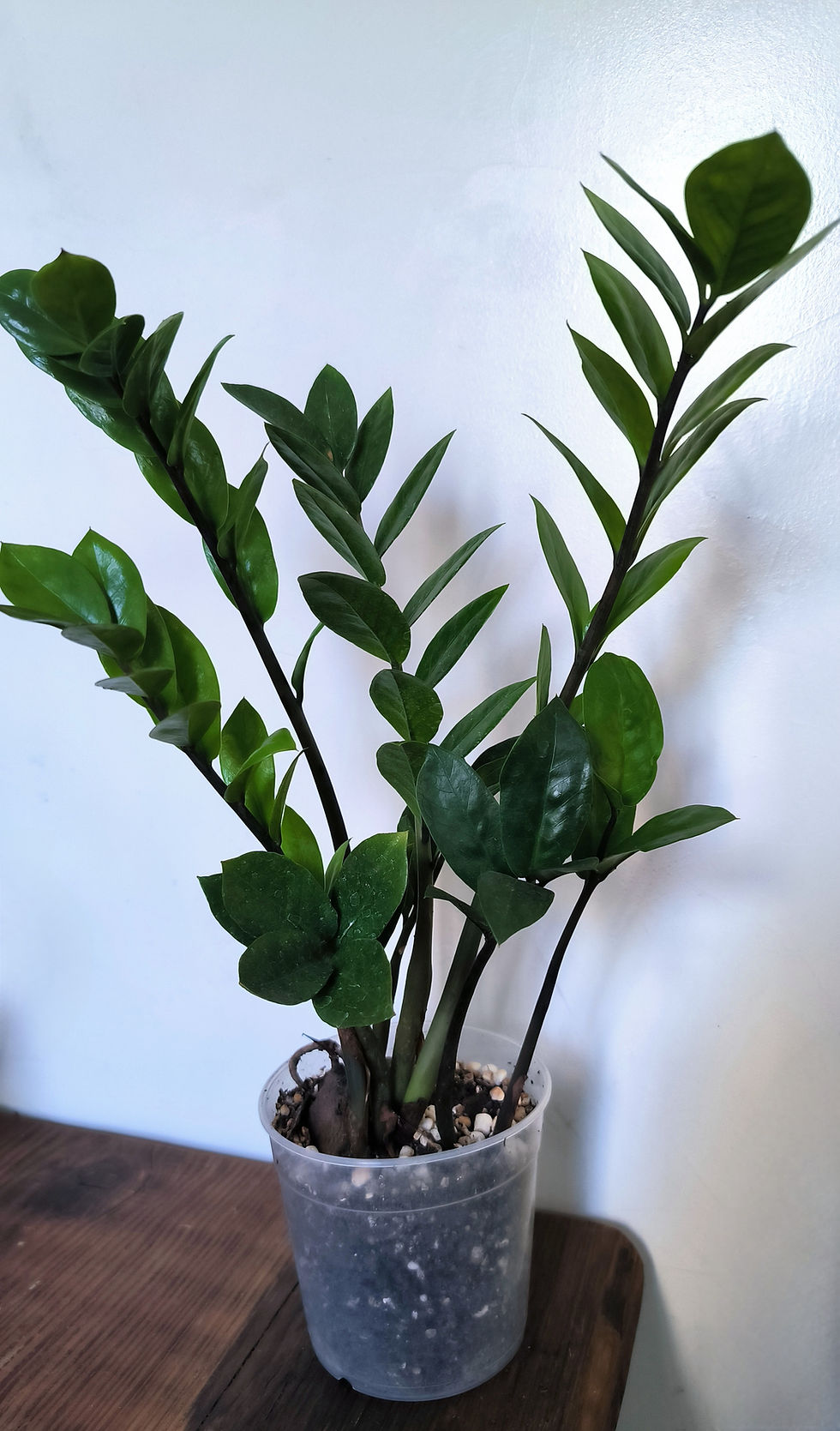 Miniatura: Zamioculca zamiifolia