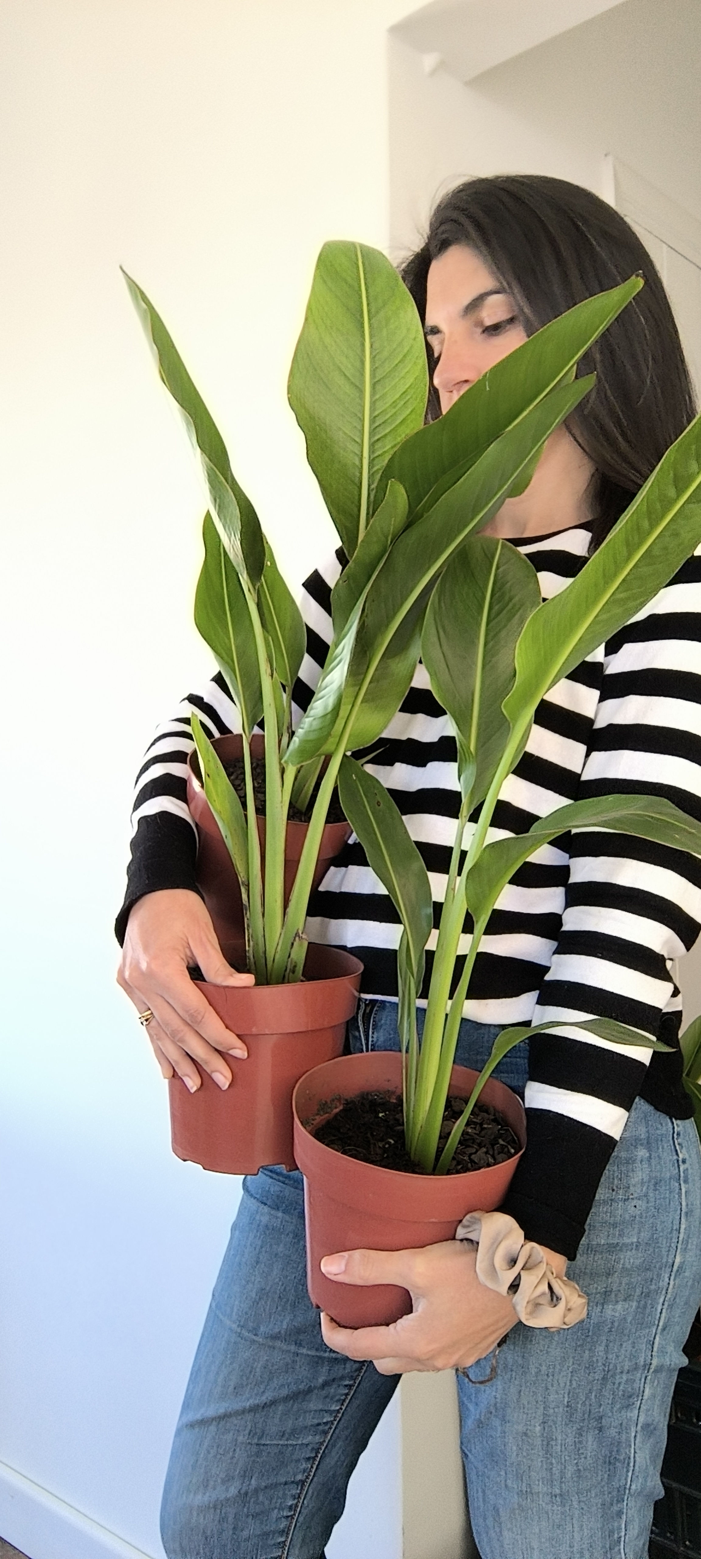 Ravenala madagascariensis