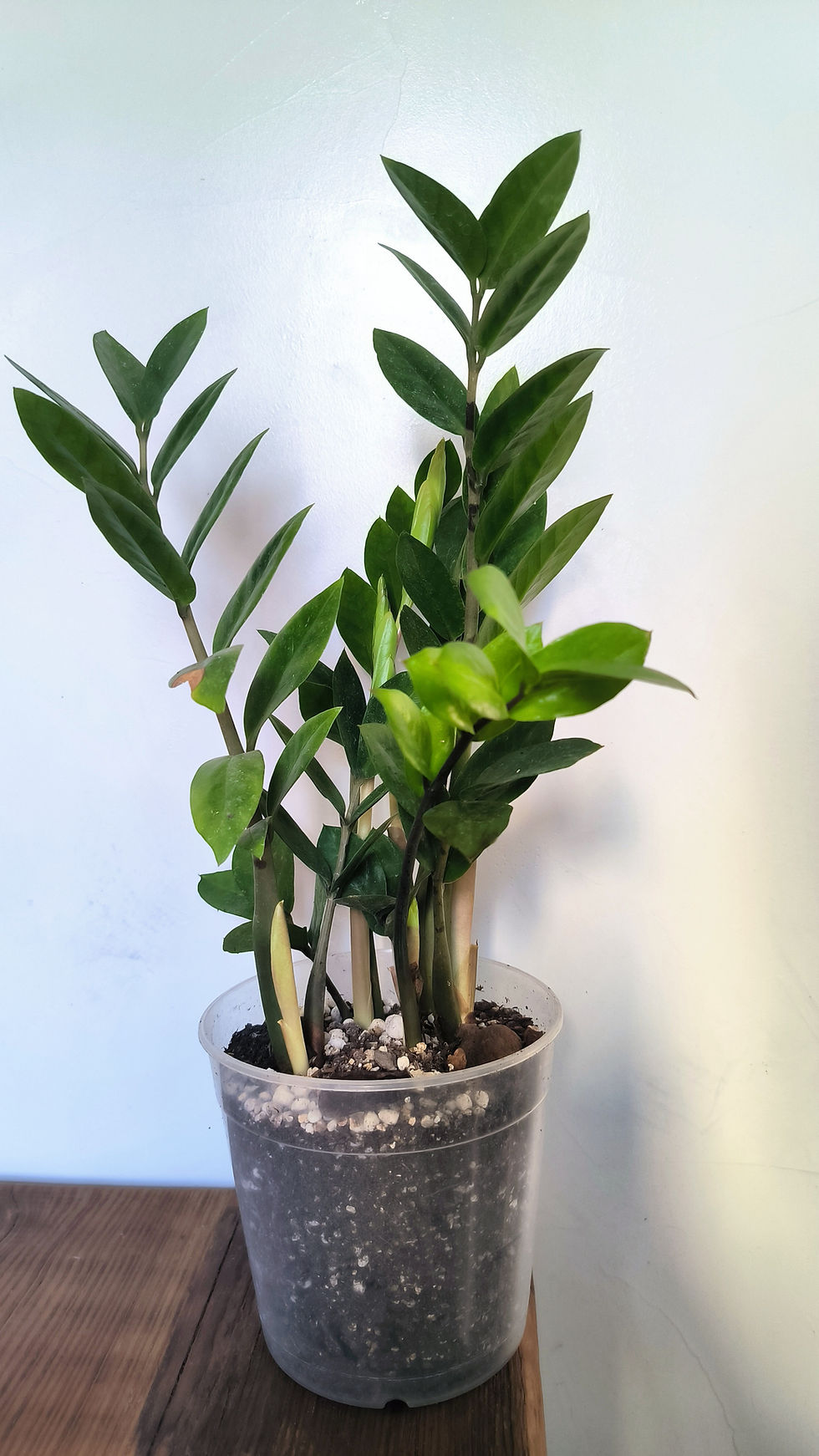 Miniatura: Zamioculca zamiifolia