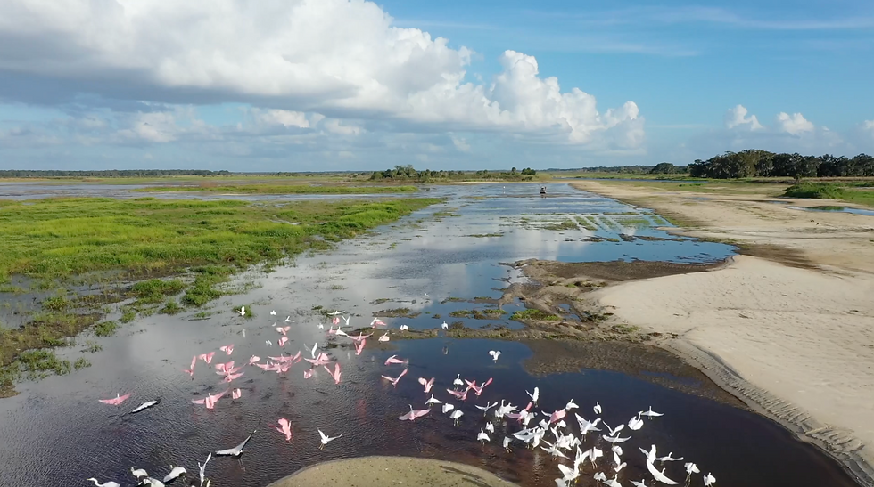 Flock of pink and white birds flies over wetland near the Kissimmee River with green grass, blue sky, and white clouds. Sandy banks surround the water.