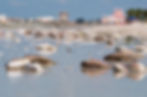 St. Pete Beach marine life in Florida's west coast devastated by red tide. Photo by Gerald Marella.