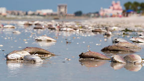 A New Forecast Model Predicts Red Tide Conditions Along Florida's West Coast