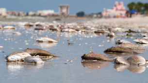 A New Forecast Model Predicts Red Tide Conditions Along Florida's West Coast