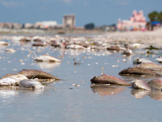 A New Forecast Model Predicts Red Tide Conditions Along Florida's West Coast