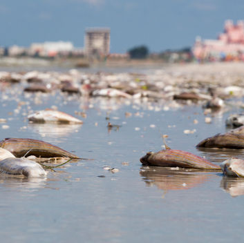 A New Forecast Model Predicts Red Tide Conditions Along Florida's West Coast