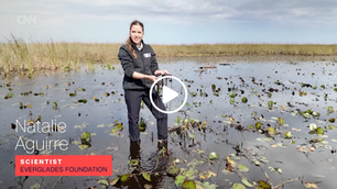 Restoring the 'River of Grass'