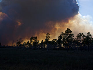 Florida wildfire expands as it burns thousands of acres in Big Cypress