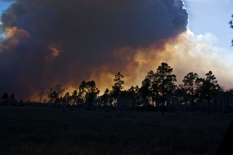 Florida wildfire expands as it burns thousands of acres in Big Cypress