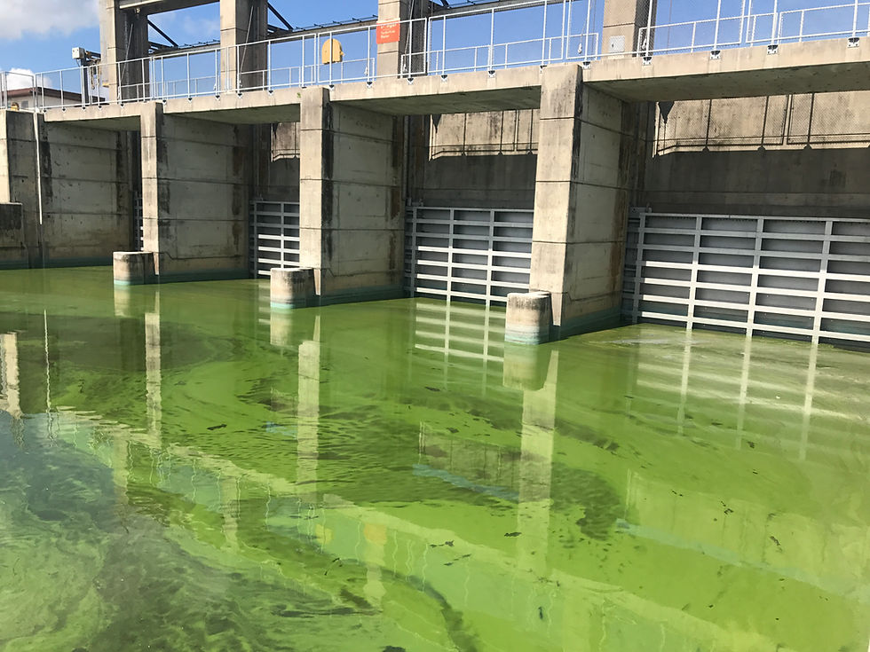 Algae bloom in Lake Okeechobee. Photo by The Everglades Foundation.
