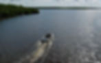 Boat cruises past mangrove forest in the Everglades.