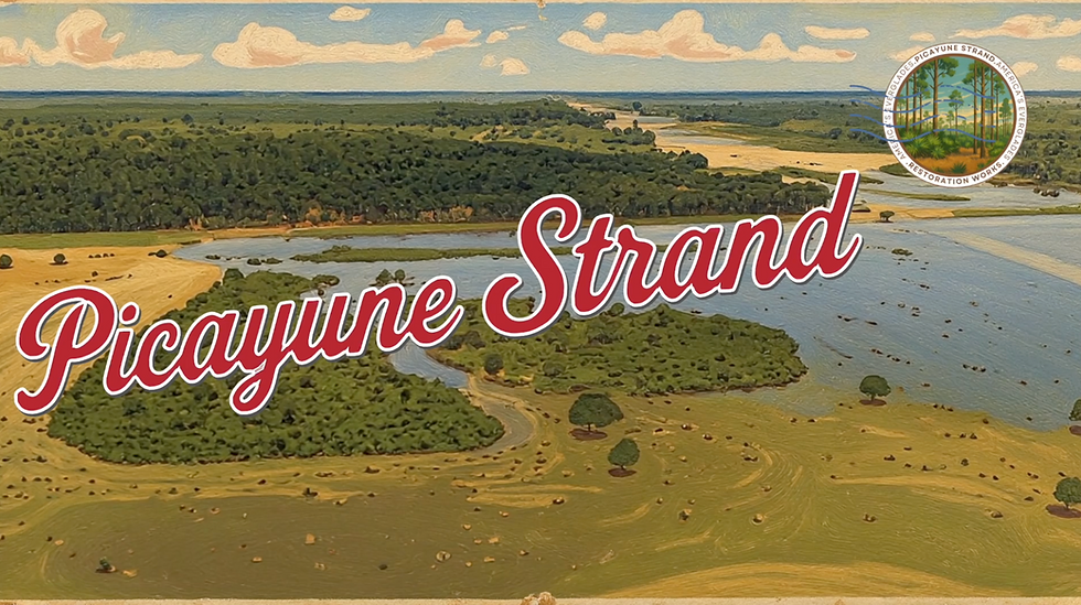 Landscape of wetlands and greenery under a blue sky. "Picayune Strand" text in red, circular emblem in top right corner.