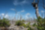 A mangrove “ghost forest” near Florida’s southernmost coast houses the remains of a once-thriving mangrove stand. Credits: NASA/Nathan Marder