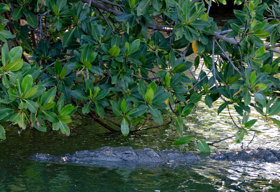 Crocodile blends into water beneath lush green mangroves, creating a peaceful yet tense atmosphere in the natural setting.