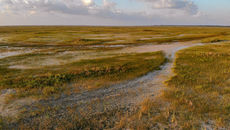 Report: Everglades generates $31.5B a year, worth $1T over 50 years