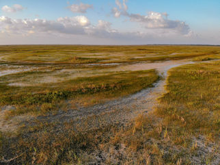 Report: Everglades generates $31.5B a year, worth $1T over 50 years
