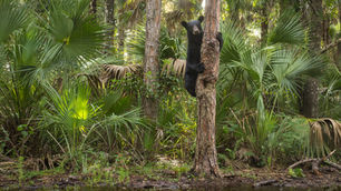 Teddy Bears of the Everglades