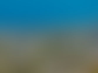 What is climate change’s role in seagrass die offs in South Florida waters?