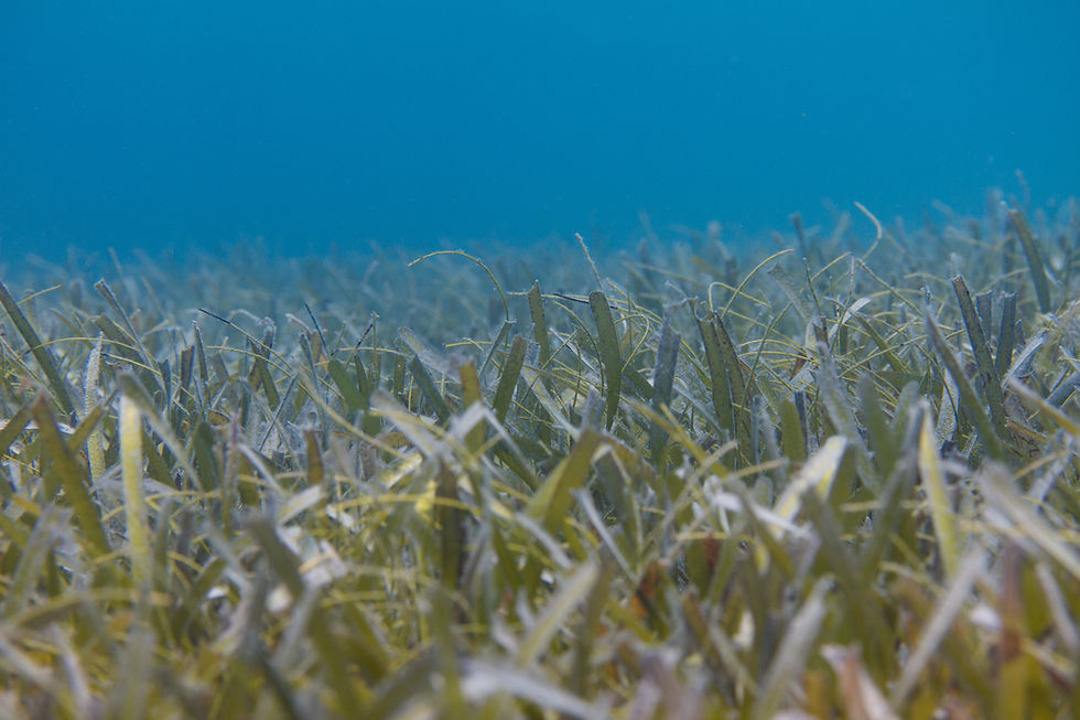 Seagrass off the Florida Keys. Photo by Peter Clark.